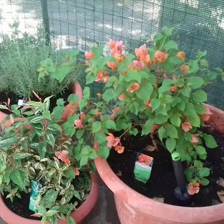 Appartamento Locazione Turistica Le Stanze Dei Musicisti *